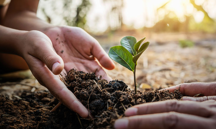 Two people planting a tree in the dirt