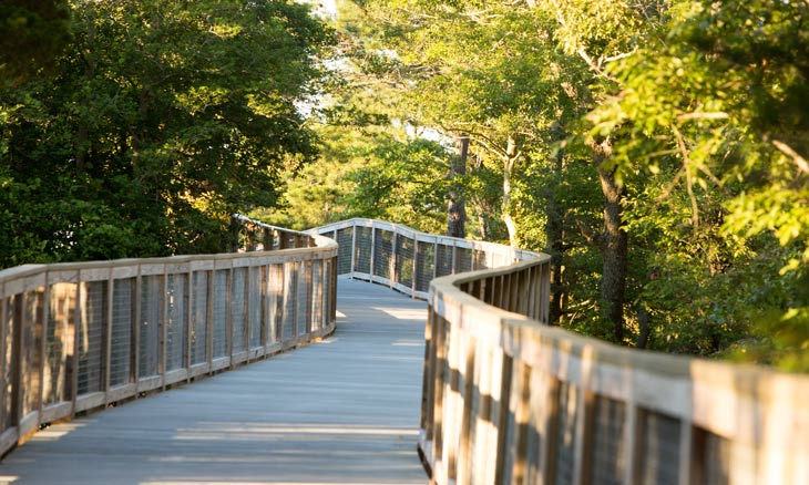 Wooden walkway through the forest